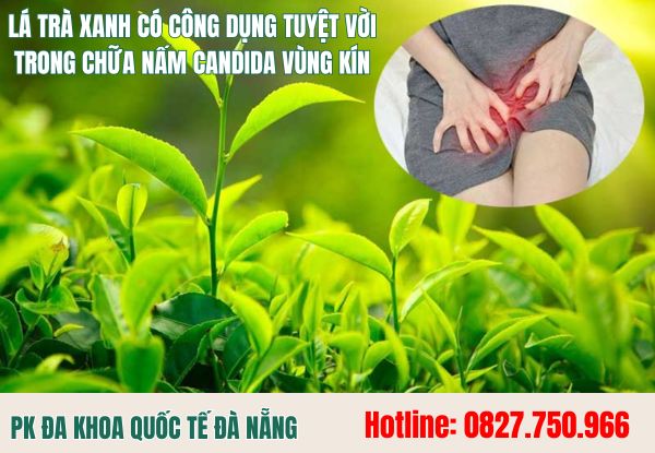 Chữa nấm candida ở vùng kín bằng lá trà xanh